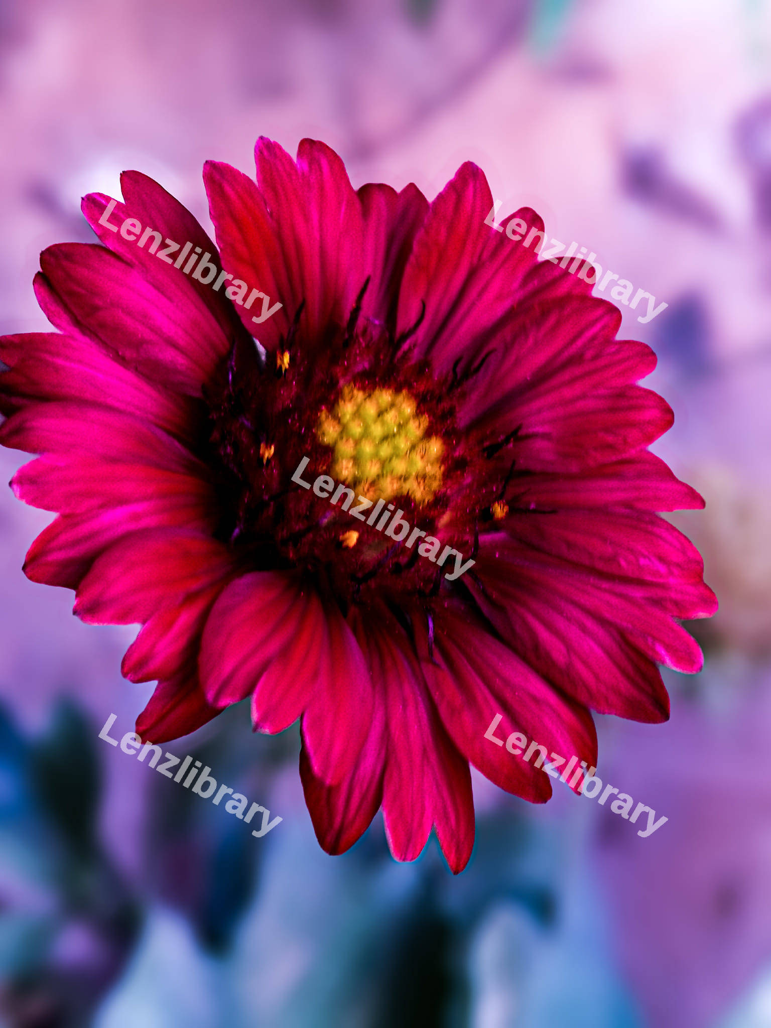 Pink Blanket Flower